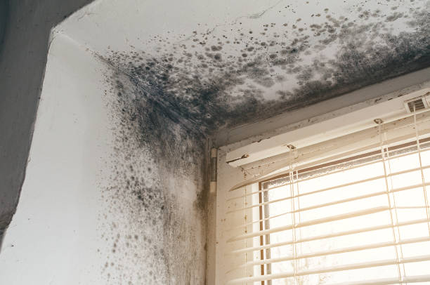 Affordable Mold Cleanup solutions in Pflugerville, TX